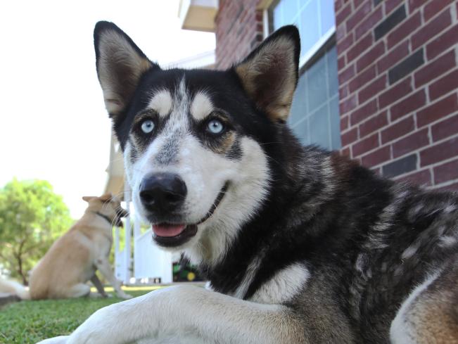 Balto, the 10 millionth pet