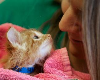 woman and kitten stare into each others eyes, nose to nose