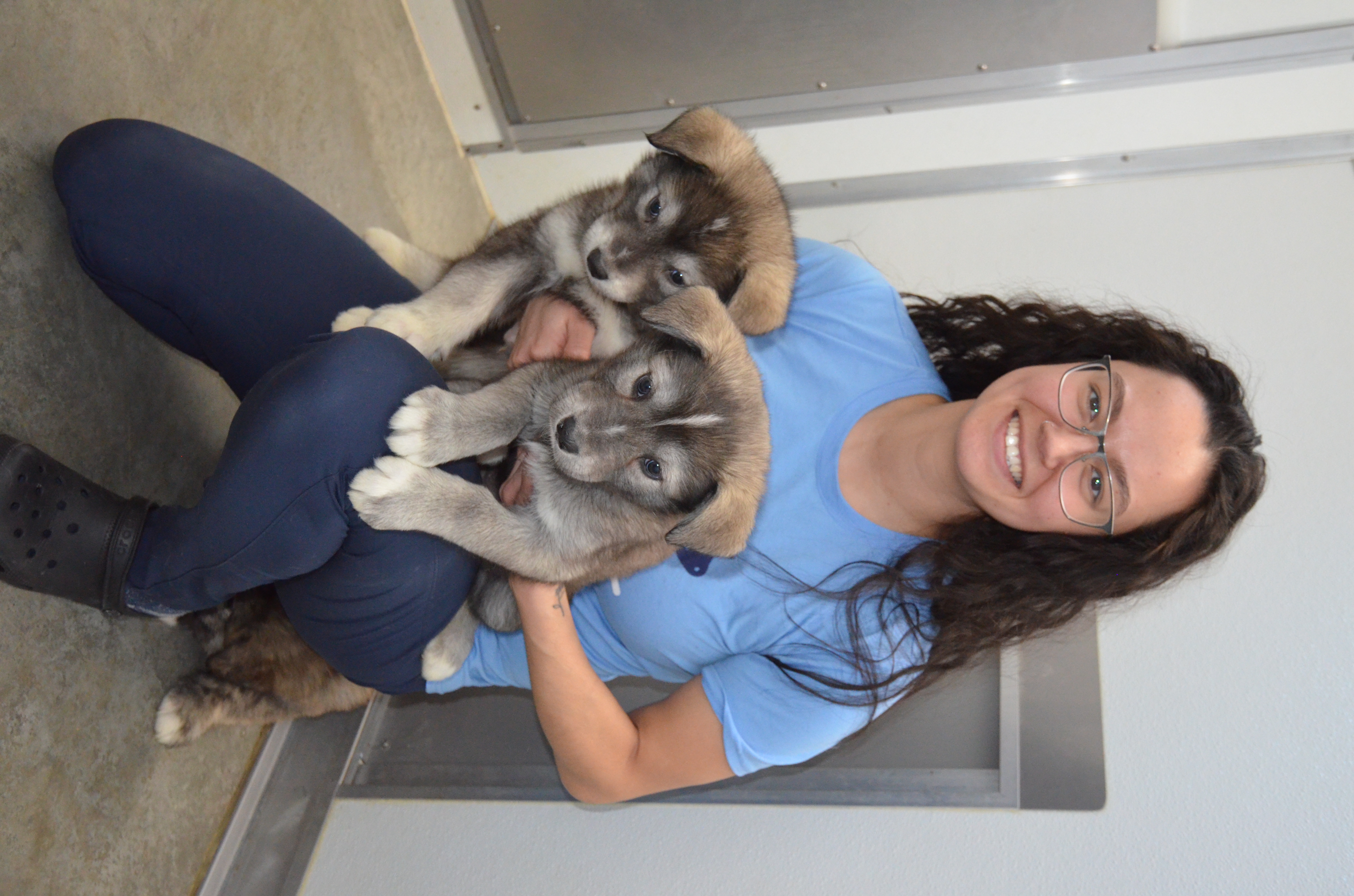 Huskey Pups