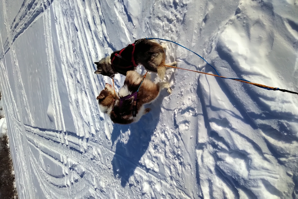 Sled Dog