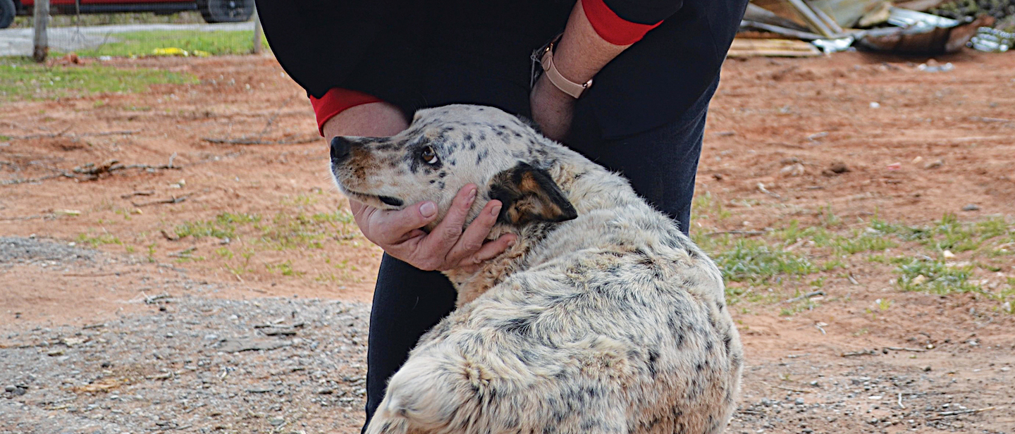 dog seeks reassuring human touch after riding out a storm