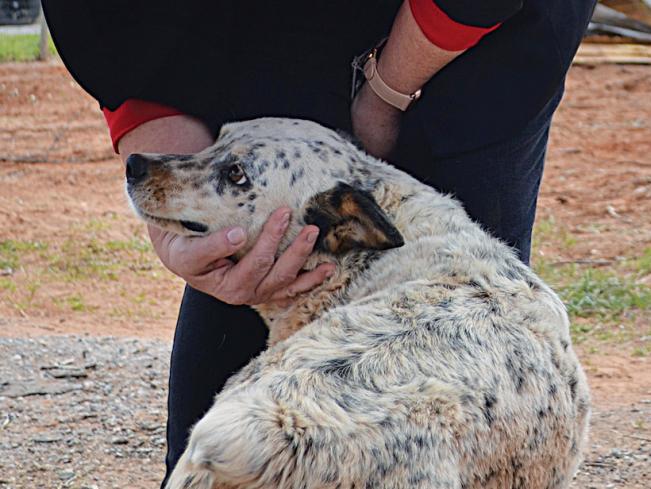 dog seeks reassuring human touch after riding out a storm