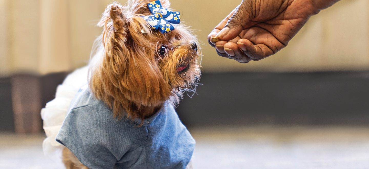 Misty the dog gets a treat