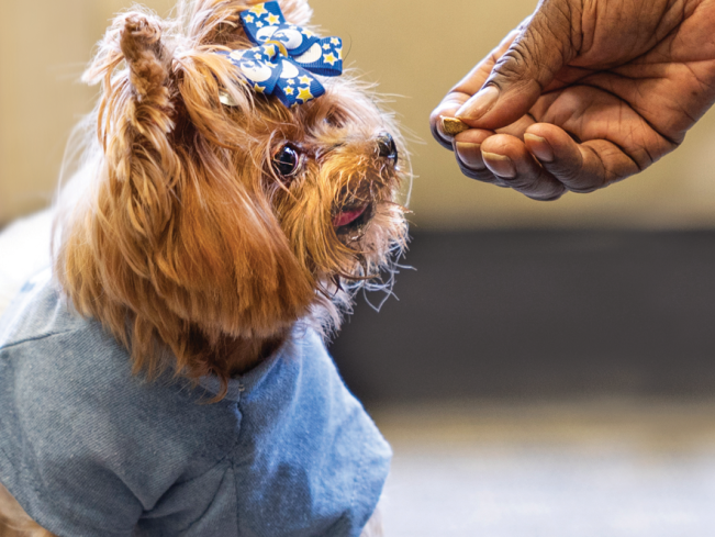 Misty the dog gets a treat